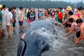 Hai con cá voi dạt vào bờ biển ngày mùng 3 Tết Hai con cá voi dạt vào bờ biển ngày mùng 3 Tết