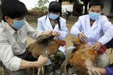Hà Nội: Yêu cầu tăng cường tiêm phòng vaccine cho đàn gia súc, gia cầm Hà Nội: Yêu cầu tăng cường tiêm phòng vaccine cho đàn gia súc, gia cầm