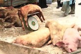 Giá heo hơi giảm mạnh sau khi dịch tả châu Phi lan sang 13 tỉnh Giá heo hơi giảm mạnh sau khi dịch tả châu Phi lan sang 13 tỉnh