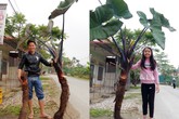 Cận cảnh khóm khoai môn “siêu khủng” nặng gần 1 tạ sau hơn 2 năm trồng Cận cảnh khóm khoai môn “siêu khủng” nặng gần 1 tạ sau hơn 2 năm trồng