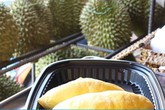 Sầu riêng, mít Thái, thanh long lên giá mạnh vì Trung Quốc thu mua mạnh Sầu riêng, mít Thái, thanh long lên giá mạnh vì Trung Quốc thu mua mạnh