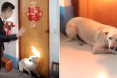 Chó nằm lì trước cửa không cho chú rể đón dâu Chó nằm lì trước cửa không cho chú rể đón dâu