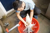 Đại gia Đài Loan chi nghìn đô săn giống gà “quý tộc” chỉ có ở Việt Nam Đại gia Đài Loan chi nghìn đô săn giống gà “quý tộc” chỉ có ở Việt Nam