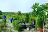 Thanh minh, trồng những cây hợp phong thủy này để con cháu có phúc lành Thanh minh, trồng những cây hợp phong thủy này để con cháu có phúc lành
