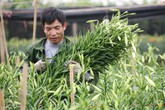Vựa hoa loa kèn "bung sắc" giữa Thủ đô, nông dân thu bộn tiền Vựa hoa loa kèn "bung sắc" giữa Thủ đô, nông dân thu bộn tiền
