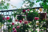 Ban công chỉ 5m² nhưng bốn mùa nở hoa và tổ ấm tràn ngập hương thơm của mẹ Hà Thành Ban công chỉ 5m² nhưng bốn mùa nở hoa và tổ ấm tràn ngập hương thơm của mẹ Hà Thành