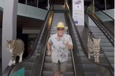 2 chú mèo được đào tạo tốt nhất thế giới, ngôi sao của "làng instagram" 2 chú mèo được đào tạo tốt nhất thế giới, ngôi sao của "làng instagram"