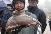 Bộ tứ đặc sản cá cực hiếm ở miền núi, có tiền cũng khó mua Bộ tứ đặc sản cá cực hiếm ở miền núi, có tiền cũng khó mua