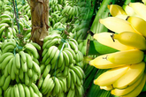 Những loại trái cây 'sốt' giá nhờ Trung Quốc tăng mua Những loại trái cây 'sốt' giá nhờ Trung Quốc tăng mua