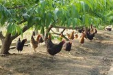 Cô gái 9X về quê nuôi loại gà đặc biệt, bán hơn 1 triệu đồng/con Cô gái 9X về quê nuôi loại gà đặc biệt, bán hơn 1 triệu đồng/con