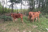 Ngân sách hỗ trợ hộ nghèo mua bò ở Hoằng Phụ, Huyện Hoằng Hóa (Thanh Hóa): “Mất” gần 2 con bò cho họp bình bầu, xét duyệt?! Ngân sách hỗ trợ hộ nghèo mua bò ở Hoằng Phụ, Huyện Hoằng Hóa (Thanh Hóa): “Mất” gần 2 con bò cho họp bình bầu, xét duyệt?!