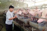 Nhiều biện pháp ngăn chặn dịch tả lợn châu Phi Nhiều biện pháp ngăn chặn dịch tả lợn châu Phi