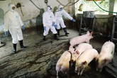 10 tỉnh có dịch tả lợn châu Phi: Hàng loạt giải pháp phòng, chống 10 tỉnh có dịch tả lợn châu Phi: Hàng loạt giải pháp phòng, chống