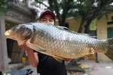 Bắt được con cá chép 20kg, sang tay ngay chục triệu đồng Bắt được con cá chép 20kg, sang tay ngay chục triệu đồng