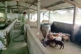Trang trại trên lợn, dưới cá, vịt bơi tung tăng thu 300 triệu đồng Trang trại trên lợn, dưới cá, vịt bơi tung tăng thu 300 triệu đồng