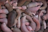 Nhà hàng khiến khách chạy "té khói" vì món cá dương vật ngoe nguẩy trong đĩa Nhà hàng khiến khách chạy "té khói" vì món cá dương vật ngoe nguẩy trong đĩa