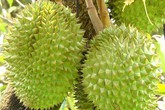 Giá sầu riêng bỗng giảm mạnh chỉ sau 1 tuần, hàng dồn về chợ Giá sầu riêng bỗng giảm mạnh chỉ sau 1 tuần, hàng dồn về chợ
