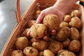 Vùi 5 củ khoai tây vào ổ rơm, 34 ngày sau thu vài yến, ăn không hết phải đem bán Vùi 5 củ khoai tây vào ổ rơm, 34 ngày sau thu vài yến, ăn không hết phải đem bán