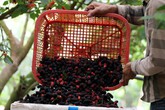 Mê đắm cảnh dâu tằm chín đỏ ruộng, người nông dân thu tiền triệu mỗi ngày Mê đắm cảnh dâu tằm chín đỏ ruộng, người nông dân thu tiền triệu mỗi ngày