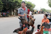 Gà ta rớt giá thảm, dân xách mớ 3 mớ 7 ra phố bán rẻ Gà ta rớt giá thảm, dân xách mớ 3 mớ 7 ra phố bán rẻ
