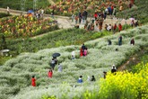 Ngay Fansipan thôi, đủ thấy châu Âu tím biếc nên thơ Ngay Fansipan thôi, đủ thấy châu Âu tím biếc nên thơ