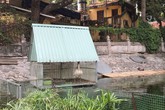 Hà Nội: Đàn thiên nga đẻ gần 20 quả trứng ở hồ Thiền Quang Hà Nội: Đàn thiên nga đẻ gần 20 quả trứng ở hồ Thiền Quang