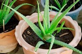 Vặt lá nha đam vùi xuống đất, 1 tuần sau cây lớn vổng, xum xuê dùng không xuể Vặt lá nha đam vùi xuống đất, 1 tuần sau cây lớn vổng, xum xuê dùng không xuể