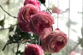 Chế nước thần tưới cây, cả vườn hồng đang hấp hối bỗng bừng tỉnh sau 1 đêm Chế nước thần tưới cây, cả vườn hồng đang hấp hối bỗng bừng tỉnh sau 1 đêm