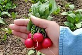 Cô gái bỏ thành phố về quê trồng củ cải "tí hon", bán gần 550.000/kg Cô gái bỏ thành phố về quê trồng củ cải "tí hon", bán gần 550.000/kg