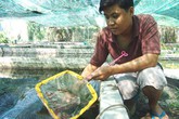 Kỹ sư bỏ lương trăm đô về nuôi loài tép bé tí mà bán cả ngàn đô Kỹ sư bỏ lương trăm đô về nuôi loài tép bé tí mà bán cả ngàn đô