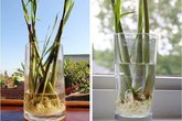 Mua 3 nghìn sả bỏ nhà vệ sinh, phòng ốc thơm lừng lại hút phú quý vào nhà Mua 3 nghìn sả bỏ nhà vệ sinh, phòng ốc thơm lừng lại hút phú quý vào nhà
