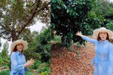 Lý Nhã Kỳ: Hết đầu tư vườn rau organic ở Đà Lạt giờ lại mua 1ha vườn trồng bạt ngàn sầu riêng Lý Nhã Kỳ: Hết đầu tư vườn rau organic ở Đà Lạt giờ lại mua 1ha vườn trồng bạt ngàn sầu riêng