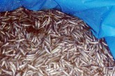 Nắng nóng kỷ lục, cá hồi Sa Pa lăn ra chết, mất hàng tỷ đồng Nắng nóng kỷ lục, cá hồi Sa Pa lăn ra chết, mất hàng tỷ đồng