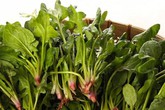 Rau chân vịt là "thần dược" cho sức khỏe nhưng những người này tuyệt đối không nên ăn Rau chân vịt là "thần dược" cho sức khỏe nhưng những người này tuyệt đối không nên ăn