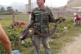 Kinh hãi cảnh người đàn ông tay không bắt rắn hổ mang "khủng" nặng gần 10kg Kinh hãi cảnh người đàn ông tay không bắt rắn hổ mang "khủng" nặng gần 10kg