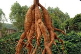 Thực hư "sâm tiên" núi Dành quý tới mức chữa mù lòa, giá 2 triệu/kg Thực hư "sâm tiên" núi Dành quý tới mức chữa mù lòa, giá 2 triệu/kg