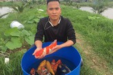 Kỹ sư bỏ lương cao về quê nuôi quốc ngư Nhật Bản Kỹ sư bỏ lương cao về quê nuôi quốc ngư Nhật Bản