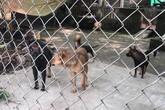 Cháu bé 7 tuổi, 7 con chó và một nỗi nhức nhối Cháu bé 7 tuổi, 7 con chó và một nỗi nhức nhối