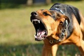 Những tình huống chó rất dễ tấn công người Những tình huống chó rất dễ tấn công người