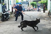 Bắt chó thả rông kiểu “chiến dịch”, danh sách nạn nhân ngày một dài Bắt chó thả rông kiểu “chiến dịch”, danh sách nạn nhân ngày một dài