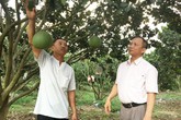 Nuôi heo rừng dưới tán bưởi da xanh, thu về cả tỷ đồng Nuôi heo rừng dưới tán bưởi da xanh, thu về cả tỷ đồng