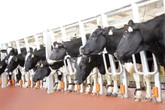 TH khởi công xây dựng cụm trang trại bò sữa công nghệ cao tại Thanh Hóa TH khởi công xây dựng cụm trang trại bò sữa công nghệ cao tại Thanh Hóa