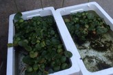 Loại lá ở Việt Nam băm cho lợn ăn, đưa sang Nhật được xem là siêu thực phẩm và bán với giá đắt đỏ Loại lá ở Việt Nam băm cho lợn ăn, đưa sang Nhật được xem là siêu thực phẩm và bán với giá đắt đỏ