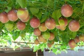 Loại quả rẻ bèo ở Việt Nam, đưa sang Trung Quốc, Ấn Độ lại trở thành "dược vương" được săn lùng Loại quả rẻ bèo ở Việt Nam, đưa sang Trung Quốc, Ấn Độ lại trở thành "dược vương" được săn lùng