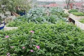 Mẹ đảm ở Hà Nội chia sẻ 12 năm kinh nghiệm trồng rau quả sạch như trang trại trên sân thượng Mẹ đảm ở Hà Nội chia sẻ 12 năm kinh nghiệm trồng rau quả sạch như trang trại trên sân thượng