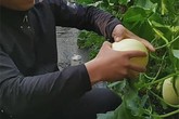 Kiếm trăm triệu mỗi năm nhờ trồng quả “trứng gà biến thể” Kiếm trăm triệu mỗi năm nhờ trồng quả “trứng gà biến thể”