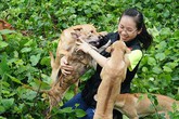 Trang trại 'Khuyển vương' tiền tỷ của cô gái 8x Hà thành Trang trại 'Khuyển vương' tiền tỷ của cô gái 8x Hà thành