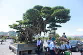 Cây sanh 'khủng' nhất Việt Nam chưa hoàn thiện đã có giá triệu đô Cây sanh 'khủng' nhất Việt Nam chưa hoàn thiện đã có giá triệu đô