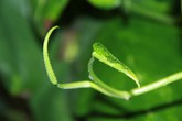 Thâm cung bí sử (179 - 5): Cuộc đời vẫn đẹp Thâm cung bí sử (179 - 5): Cuộc đời vẫn đẹp