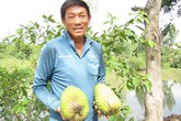 Tỷ phú đêm đi thụ phấn mãng cầu xiêm, kiếm hơn 1 tỷ/năm Tỷ phú đêm đi thụ phấn mãng cầu xiêm, kiếm hơn 1 tỷ/năm